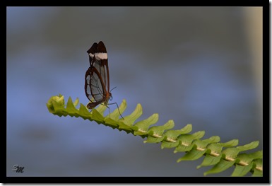 durchsichtiger-Schmetterlin